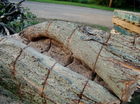 The bottom few feet of the tree trunk with the rotted area