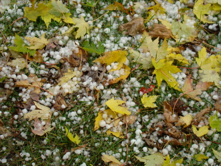 Hail and leaves that came down with its impact.